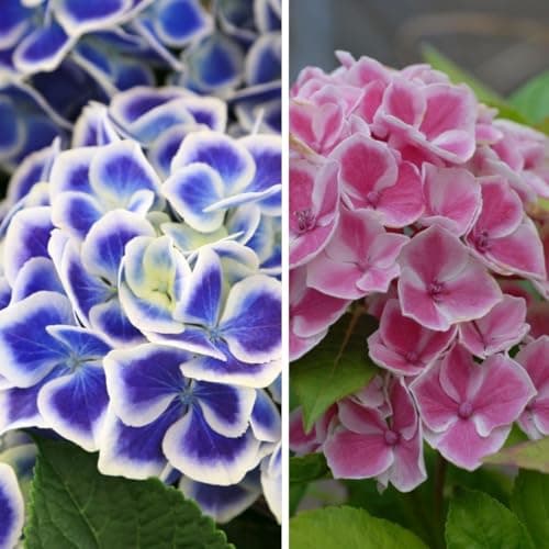 Image of Hydrangea Macrophylla Bavaria Garden Plant Hardy Shrub Garden Plants Easy to Grow Your Own 1x 9cm Potted Plant by Thompson and Morgan