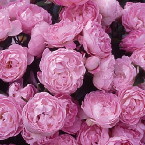 Image of YouGarden Harkness Roses Mary's Rose, Established Patio Bush Rose in a 4 Litre Pot, Ready to Plant, Fragrant Flowers to Plant in Pots, Beds, and Borders, Summer to Autumn Flowering
