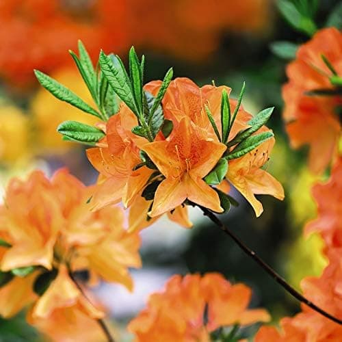 Image of Dwarf Azalea Orange Hardy Evergreen Compact Shrubs for The Garden, Patios, Beds & Borders Provide Spectacular Colour 1 x Orange Azalea in 9cm Pot by Thompson & Morgan