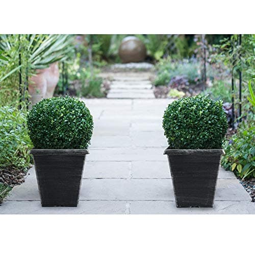 Image of Buxus semperviren Outdoor Ball Plant Potted Evergreen Box Ball Plant with Decorative Pots Buxus Shrub Topiary for Outdoors, Hedging 1 x 23cm Pots with 2 x Biscotti Pot by Thompson & Morgan