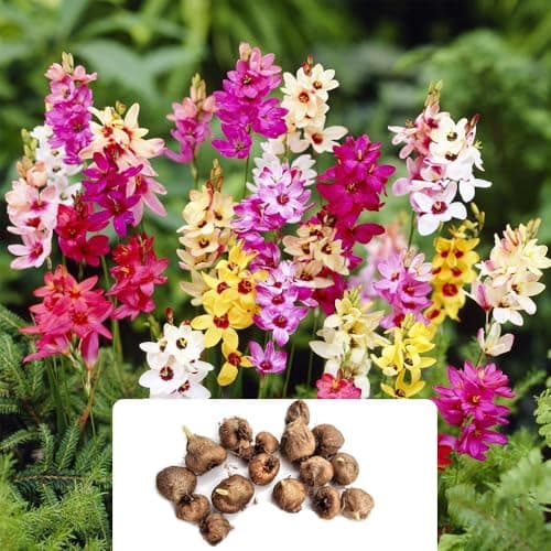 Image of 15 Mixed Ixia Bulbs – Vibrant Star-Shaped Flowers for Balconies, Windows, and Indoor Spaces – Ideal for Colourful Gardens – Also Known as Corn Lilies – Grown for The UK Climate