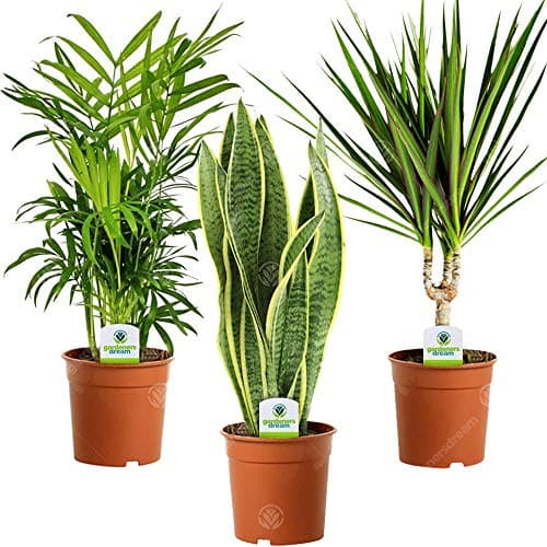 Image of GardenersDream 3X Indoor Plant Mix - Sansevieria Laurentii, Chamaedorea Elegans, and Dracaena Marginata House Plants - Live Indoor Potted Plants - Gifts for Plant Lovers (30-40cm incl. 9cm Pot)