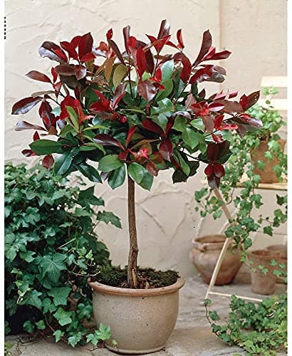 Image of Photinia Red Robin Tree Standard Plants Hardy Evergreen Outdoor Garden Plant for Patios & Outdoors Baring Red Foliage, 1 x in a 3L Pot by Thompson & Morgan
