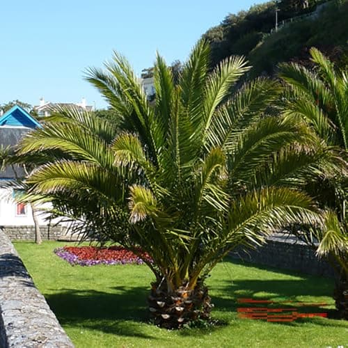 Image of YouGarden Phoenix Palm Tree, Established 55-75cm Tall Tree in a 15cm Pot, Exotic Tropical Patio Plants Perfect for Gardens or House Plants