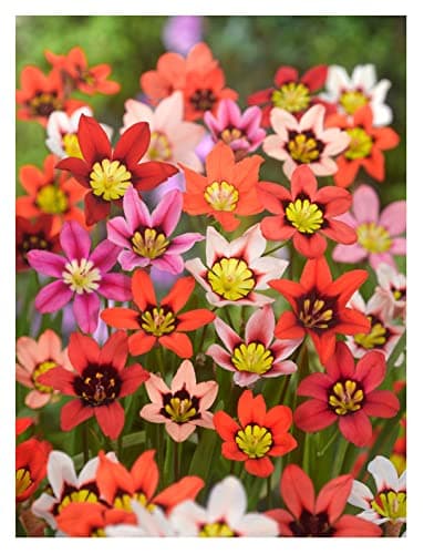 Image of Oliwier's Bulbs 20x Sparaxis Tricolor Mix Summer Flowering Bulbs Garden Hardy Perennial Beautiful Harlequin Flower, Yellow,Orange,White,Red,Pink,Black