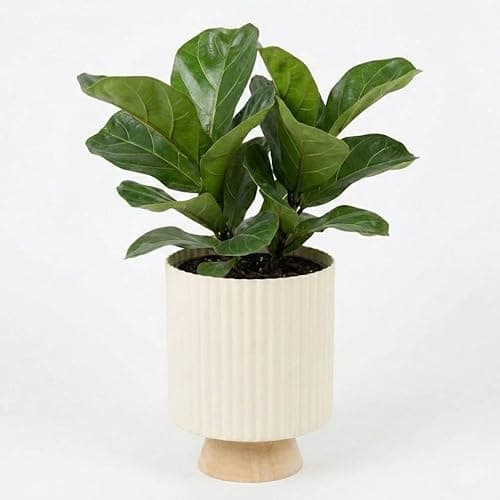 Image of URBNLIVING Modern Ribbed Ceramic Planter with Wooden Stand | Decorative Indoor Flower Pot for Home & Office Plants | White Minimalist Plant Pot (White)