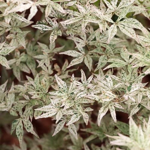 Image of You Garden - Acer palmatum Ukigumo Established Plant in 3L Pot