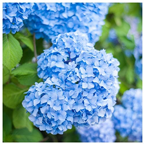 Image of Hydrangea macrophylla 'Nikko Blue' in 2L Pot, Lovely Blue Flowers 3fatpigs®
