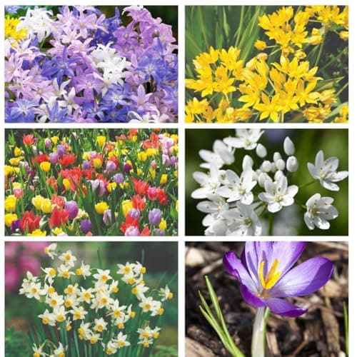 Image of Super Saver Spring Flowering Collection 500 Bulbs Allium Crocus Narcissus Tulip Ipheion for Vibrant Garden Displays by Thompson and Morgan