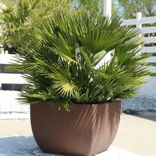 Image of Chamaerops humilis 'Vulcano' - Compact Evergreen Dwarf Fan Palm for Indoor or Outdoor Gardens – 1x 22cm Potted Plant by Thompson & Morgan