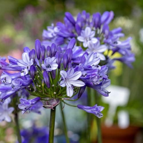 Image of Agapanthus 'Midnight Moon' – Elegant Bluish-White Blooms with Blue Stripes | Drought-Tolerant Perennial for Patio Containers & Gravel Gardens - 2X 9cm Potted Plants by Thompson & Morgan