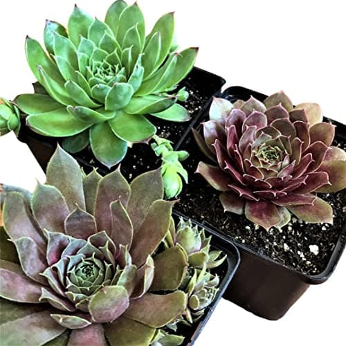 Image of 3 x Mix Sempervivum Houseleeks Crassula Succulent Plants Mixed in 5,5Ø pots 10cm Height