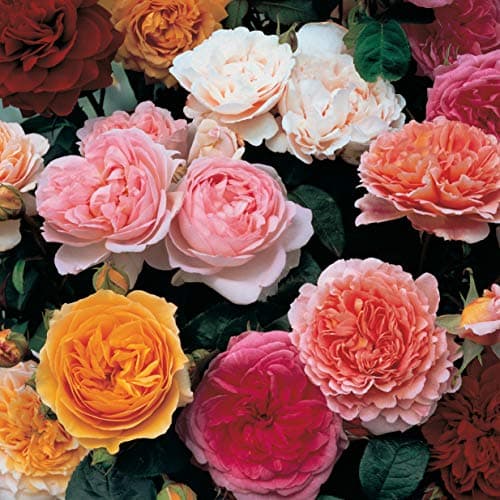 Image of Mixed Colour Classic English Shrub Rose Collection 5 Bare Root Bushes