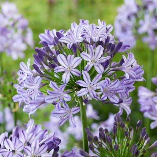 Image of Marshalls Garden Agapanthus 'Poppin Star' - Purple Perennial 1 x 9cm