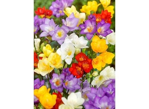 Image of 50 or 100 Single Mixed Freesia - Size 5/6 - Free P&P - Millthorpe Plant Centre (25)