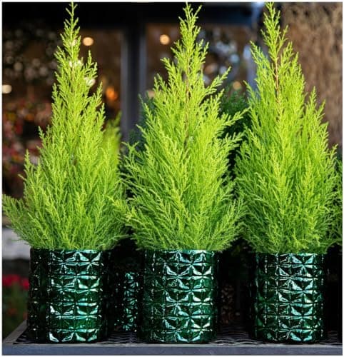 Image of GrowOn Shrubs [x2] Dwarf Conifer Cupressus Macrocarpe 'Wilma' Goldcrest Lemon Cypress | Multi-Pack | Evergreen Shrubs | Outdoor Garden Ready Plants