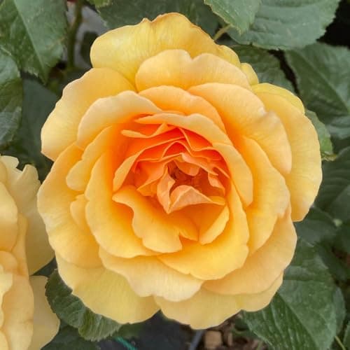 Image of YouGarden Harkness Rose 'Unconditional Love', 4 Litre Potted
