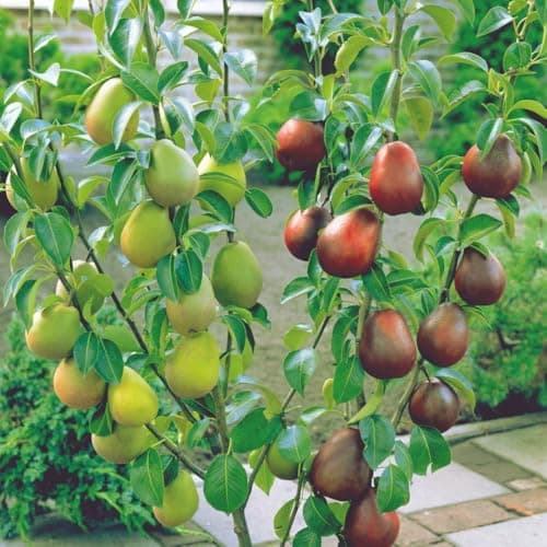 Image of Pear (Pyrus) Duo Pear Family Tree - 2 Delicious Varieties 'Conference' & 'Louise Bonne', Self-Fertile, RHS Award-Winning, 1x 5 Litre Pot by Thompson and Morgan