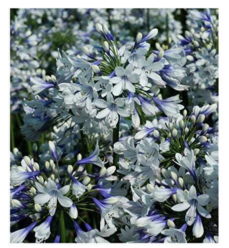 Image of 3 Agapanthus 'Twister' PBR ex 2 Litre pots