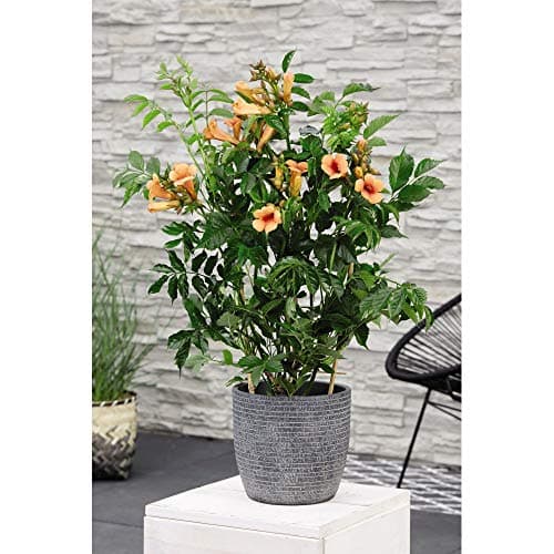 Image of Campsis Garden Climbing Plant Hardy Drought Tolerant Perennial Exotic Flowers for Trellis, Fences & Walls Variety Trumpet Vine Indian Summer 1 x 2 Litre Pot by Thompson & Morgan