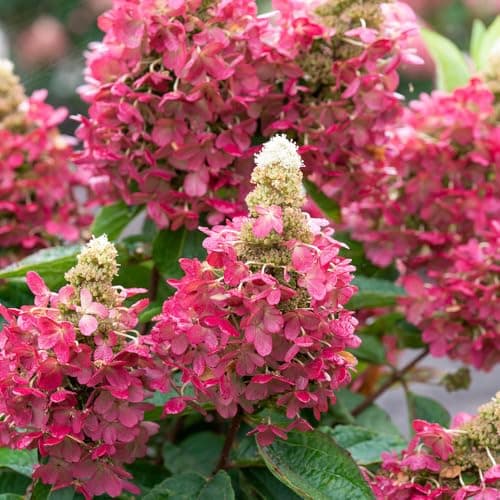 Image of YouGarden Hydrangea 'Magical Vesuvio', Established Plant in 3 Litre Pot, Garden Colour, Easy To Grow, Hardy