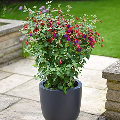 Image of Fuchsia Plants Hardy Shrub UK 'Angela' Standard Purple and Red Blooms Easy to Grow Your Own Garden Flowering Plant 2X 19cm Potted Plant by Thompson and Morgan (2)