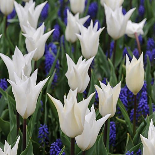 Image of Tulip and Muscari Mix Purple and Blue Flower Collection Popular Flowers Mixed for a Spring Garden Display, 28 x Tulip Sapporo and Muscari Armeniacum Bulb Mix by Thompson and Morgan