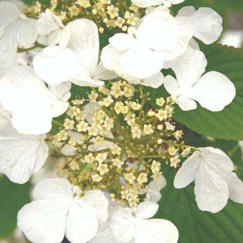 Image of Viburnum plicatum f. tomentosum 'Kilimanjaro' – Japanese Snowball Bush, White Lacecap Blooms, Autumn Foliage, Hardy Deciduous Shrub for Borders - 2X 12 Litre Potted Plants by Thompson & Morgan