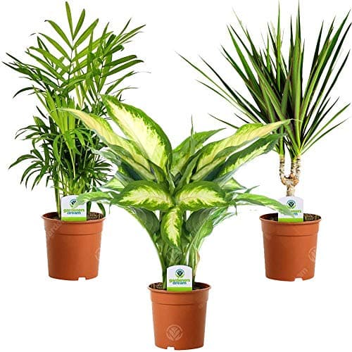 Image of GardenersDream 3X Indoor Plant Mix - Dieffenbachia Camilla, Chamaedorea Elegans and Dracaena Marginata Live House Plants - Indoor Potted Plants (30-40cm incl.11-13cm Pot)