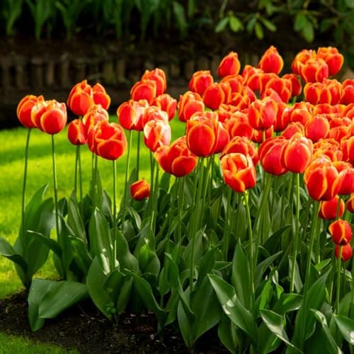 Image of Tulip 'Dafeng' – Bold Darwin Hybrid Tulip Bulbs with Orange, Red & Yellow Blooms – Hardy Perennial – Tall, Strong Stems – Ideal for Borders & Cutting - 16 x Bulbs by Thompson & Morgan
