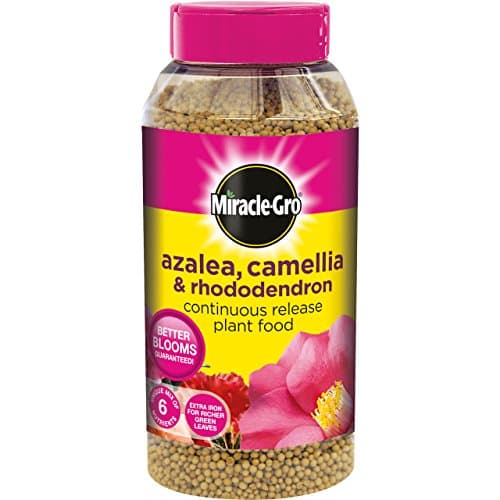 Image of Miracle-Gro Azalea, Camellia and Rhododendron Continuous Release Plant Food, 1 kg
