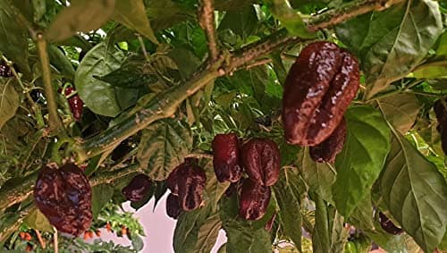 Image of Scotch Bonnet Chocolate 5 Chilli Seeds by CHILLIESontheWEB - Pick and Mix - Buy 4 for 3