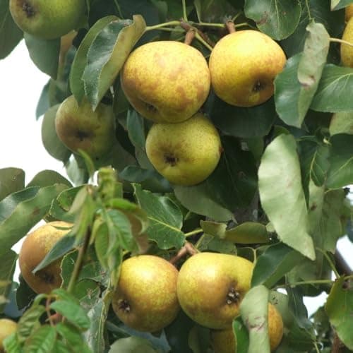 Image of Apple Megabite 06) x 1 Bare Root Tree - Huge 500g Dessert or Cooking Apples, Compact Variety for Containers, Scab & Mildew Resistant - Thompson & Morgan
