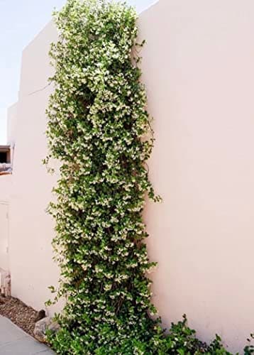 Image of Trachelospermum jasminoides Evergreen Star Jasmine Climbing Plant 2 Litre Pot- Strong Fragrance- Climbing Jasmine Plant