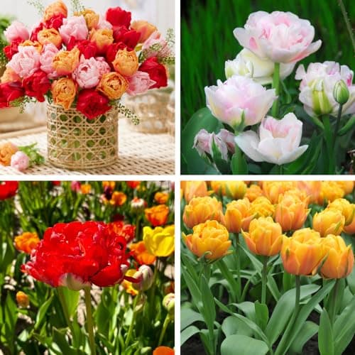 Image of Tulip Double Flowering Mixed Bouquet - Hardy Bulb - Double Flowered Tulips - Easy to Grow Your Own - Beautiful Flower Arrangement - Cottage Garden Scheme - 18x Bulbs by Thompson and Morgan