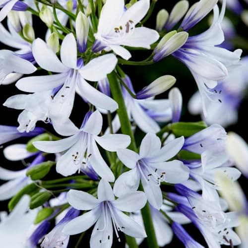 Image of YouGarden - 1 x Agapanthus 'Fireworks' in 9cm Pots - Garden Ready to Plant Out - Supplied as 1 x Established Plant