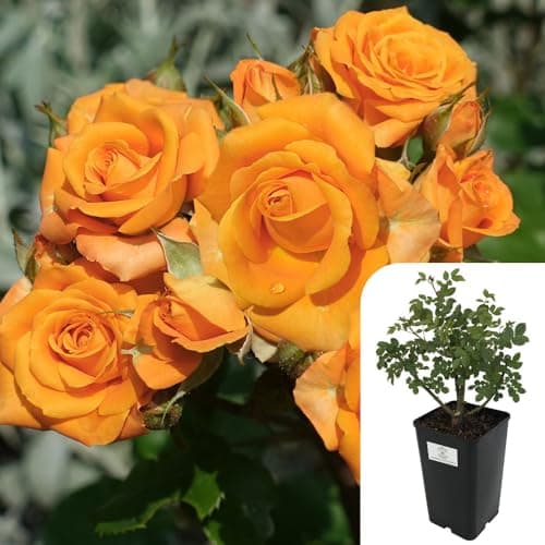 Image of Hybrid Tea Rose ‘Simply the Best’ – Fragrant Potted Rose Plant – Vibrant Orange-Copper Blooms – RHS Award-Winning – Low Maintenance & Disease Resistant – 3L Pot for Gardens & Patios
