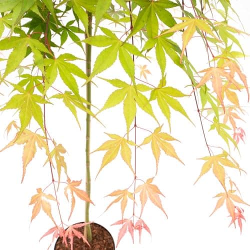 Image of Acer palmatum 'Cascade Ruby' – Hardy Weeping Japanese Maple Tree with Seasonal Foliage Colours for Gardens & Containers - 1x 3 Litre Potted Plant by Thompson & Morgan