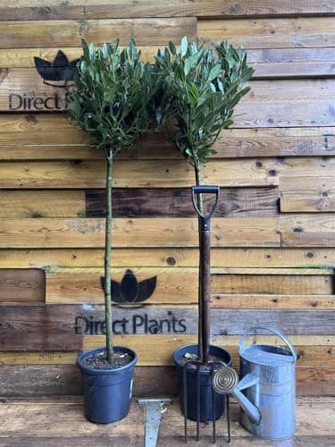 Image of Direct Plants Extra Large Laurus Nobilis Lollipop Standard Bay Tree 5ft Tall, Supplied Potted