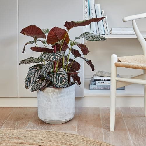 Image of Ivyline Planter, Cement, 20 x 21cm