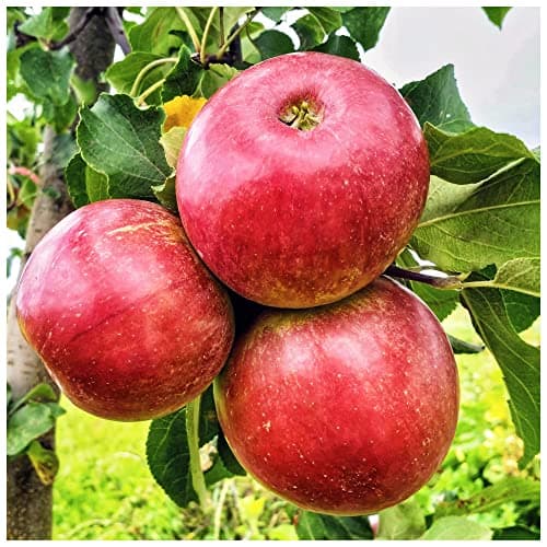 Image of Gala Apple Tree 4-5ft, 6L Pot, Self-Fertile, Sweet Flavour, Good for Juice 3fatpigs®