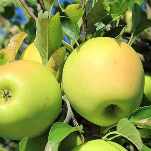 Image of Apple Tree - Malus Golden Delicious - Patio Fruit Tree 2-4ft in 5 Litre Pot - High Yielding (2 Trees)