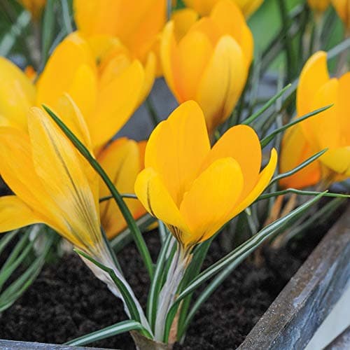 Image of Spring Crocus Bulbs Weather Resistant Flower Hardy Corm with Large Yellow Flowers First Year Flower Guarantee Plant RHS AGM Variety, 40 x Crocus Yellow Mammoth by Thompson and Morgan