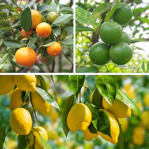 Image of YouGarden Citrus Fruit Collection, with Orange, Lemon and Lime Trees, Established Plants in 9cm Pots, Supplied 20-30cm Tall, for Grow Your Own Citrus Fruit