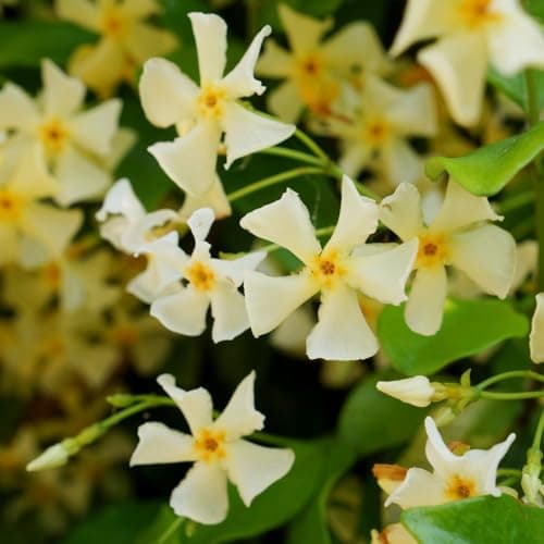 Image of Trachelospermum jasminoides 'Star of Toscana' - Fragrant Creamy Star-Shaped Flowers - Hardy Evergreen Climber for Scented Gardens – 3X 9cm Potted Plant by Thompson & Morgan