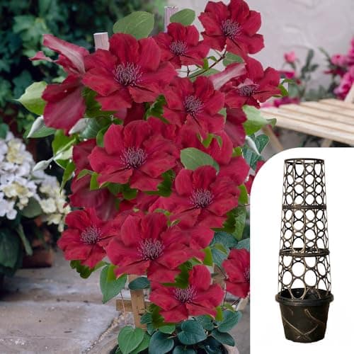 Image of YouGarden Clematis 'Nubia Boulevard' Patio Climber Collection, 10.5cm Potted Plant with Tower Pot Planter and Trellis