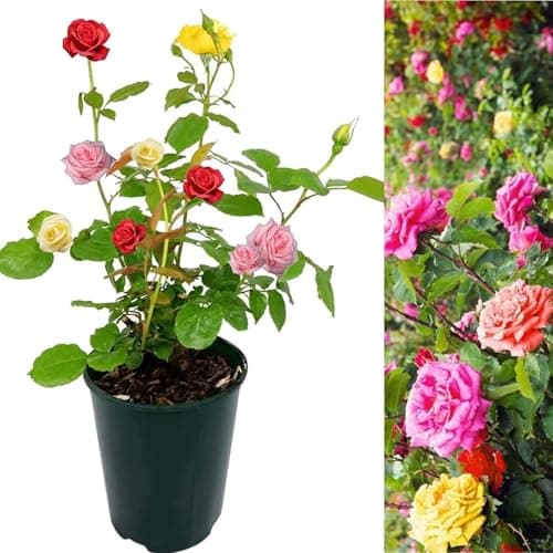 Image of Carbeth Plants - 1 x Rose Bush Trio in 3 Litre Pot - Three Mixed Growing Rose Bushes in One Planter - Ideal for Beds, Borders or Patio Planting