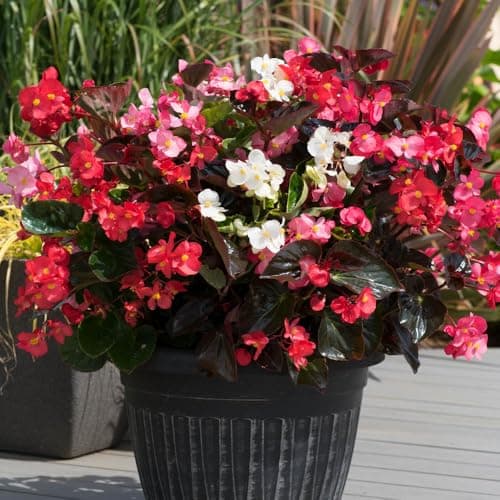 Image of YouGarden Begonia 'Big' Mix, Set of 20 Garden Ready Plants, Plug Plants Ready to Plant, Months of Summer Flowers, Grow in Pots, Beds, or Garden Borders