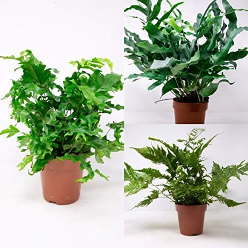 Image of Indoor Fern Houseplant Mix - Asplenium, Adiantum & Nephrolepsis Fern Mix - 3 x 12cm Pots