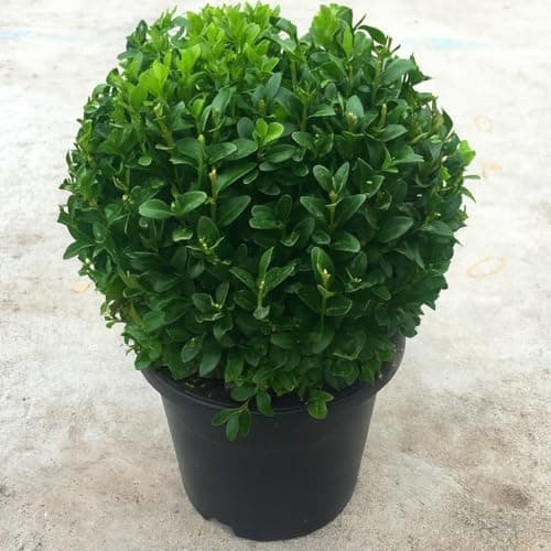 Image of GardenersDream® Real 20cm Evergreen Buxus Ball Plant Sempervirens Topiary with Pot Included